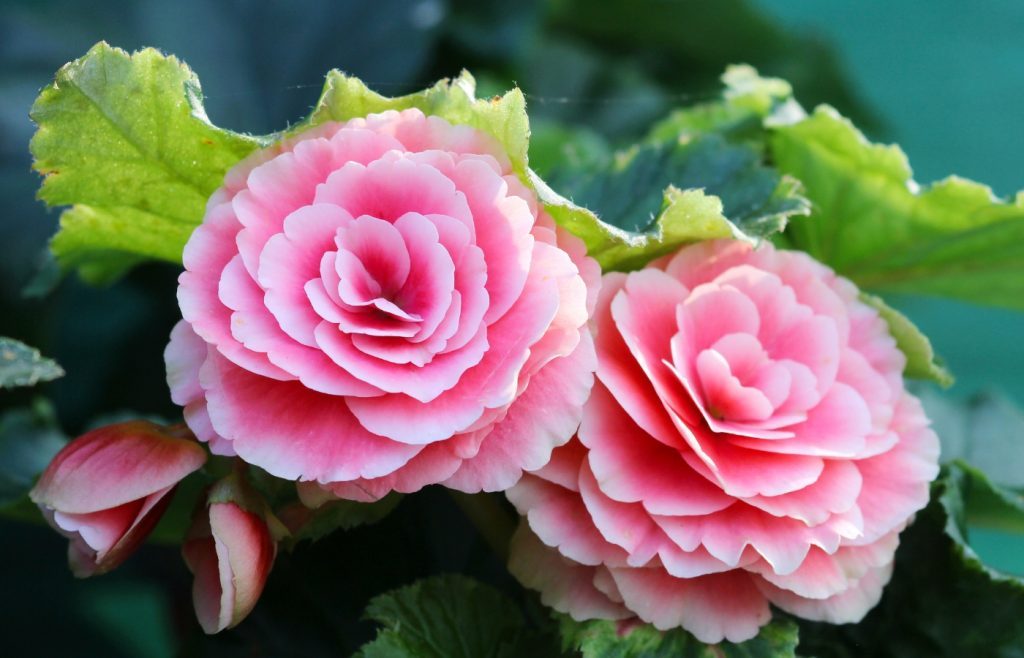 begonia