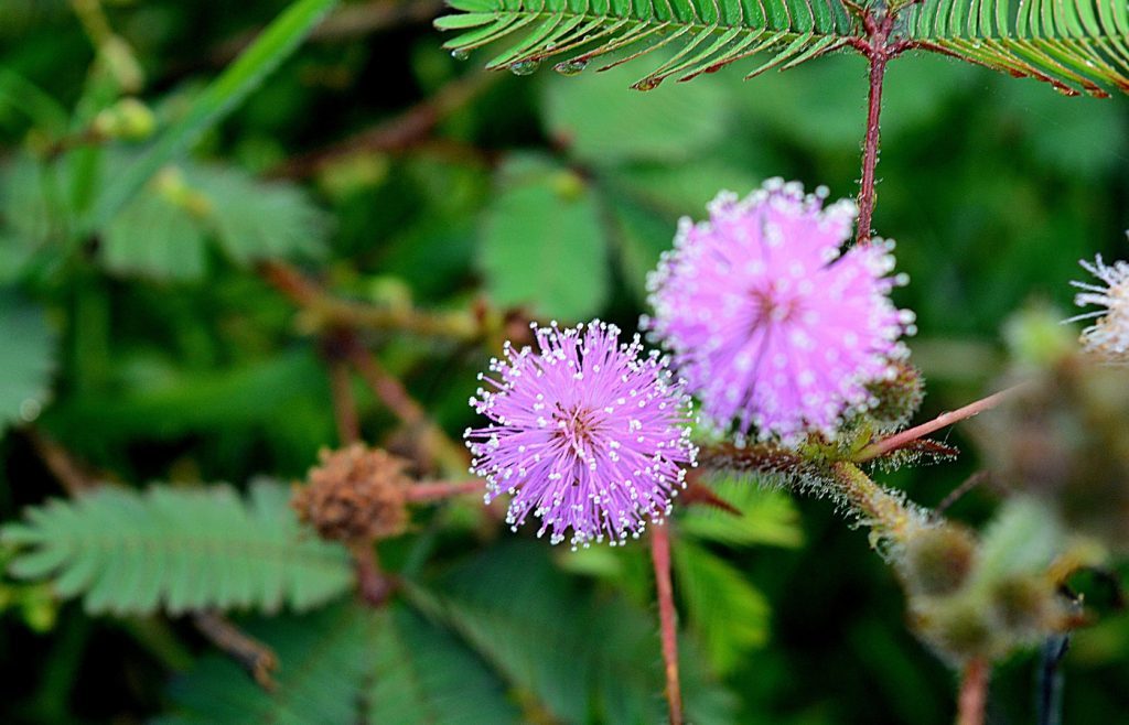 mimosa pudica