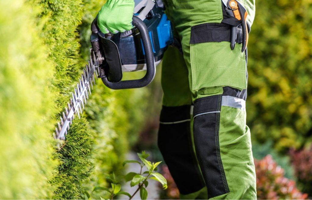 taille de haie droite astuces