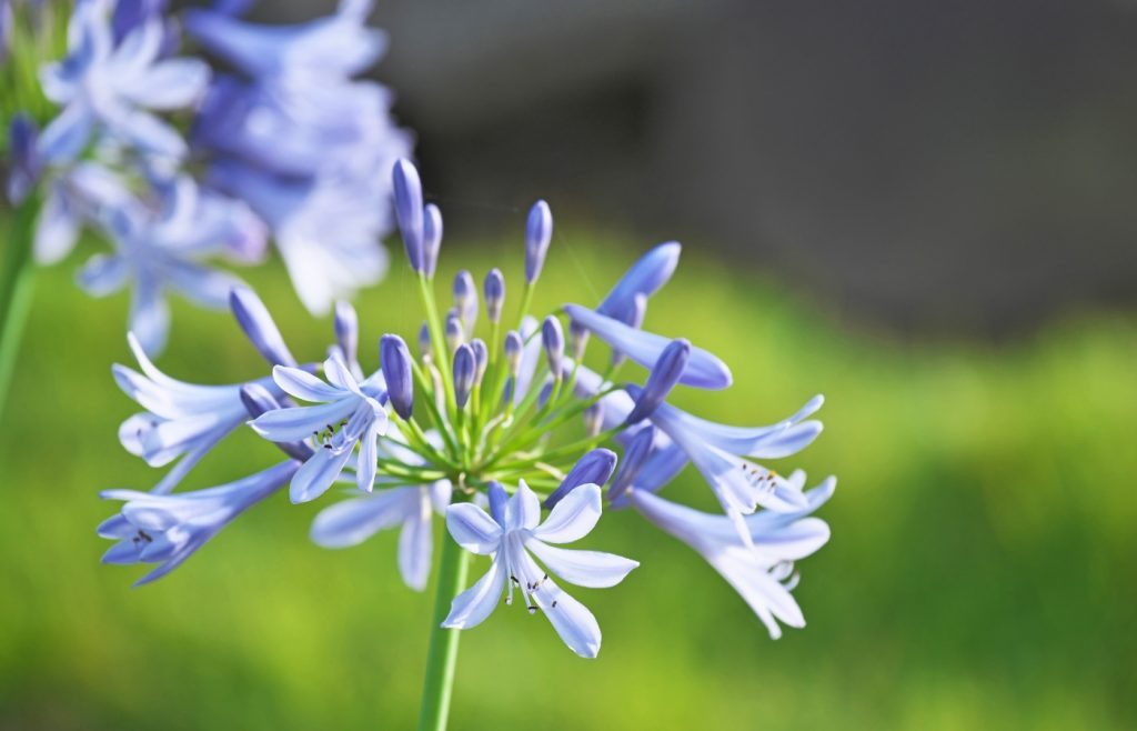 quand planter les agapanthes