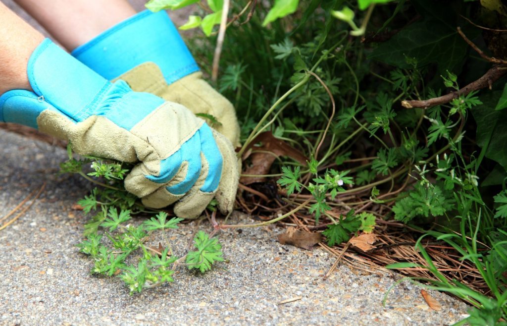 désherber naturellement