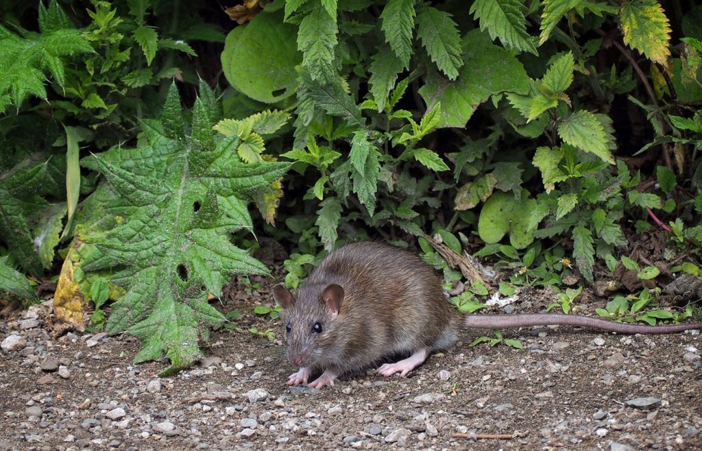 se debarrasser rats jardin