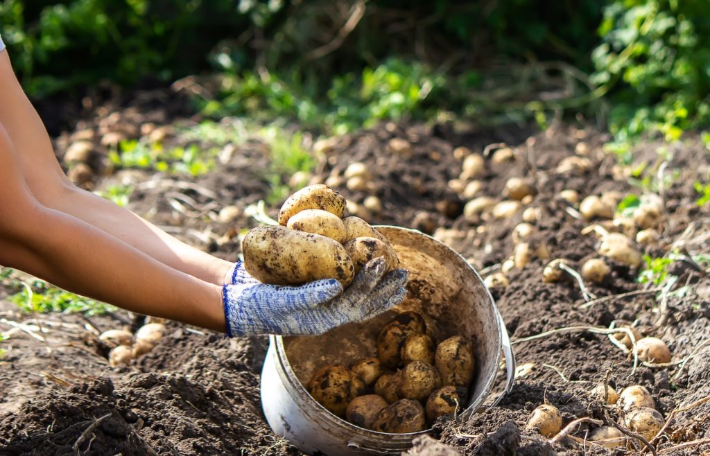 pommes de terre cultiver potager