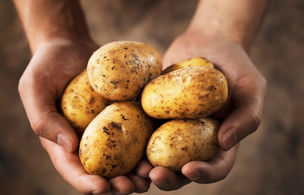 récolte pommes de terre