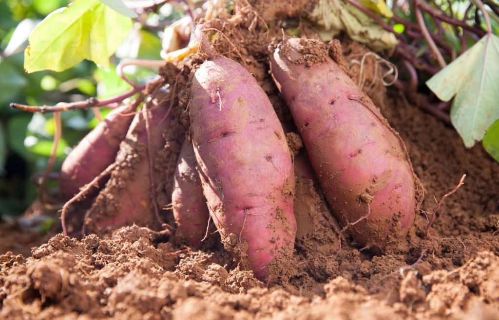 patates douces quand les planter