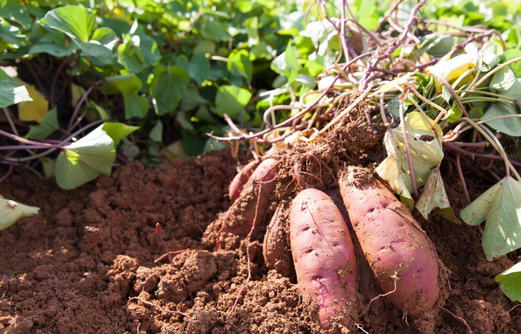 cultiver patates douces