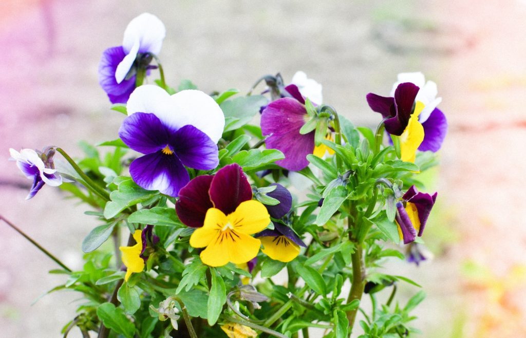pensées quand planter