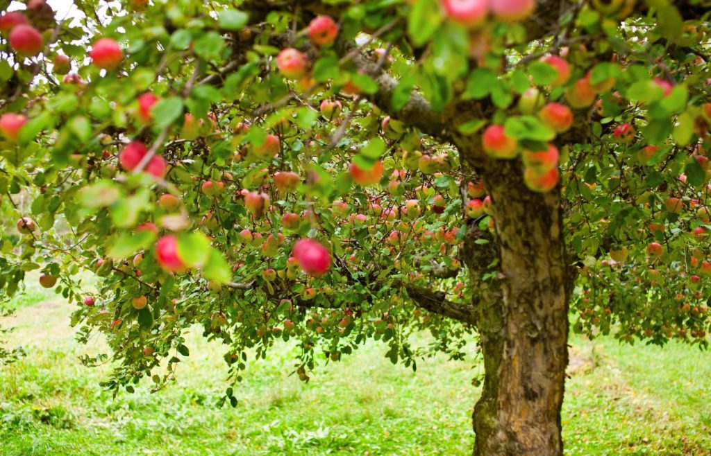 planter un pommier jardin