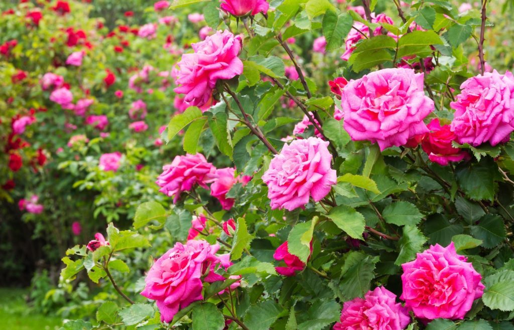 astuces taille rosier