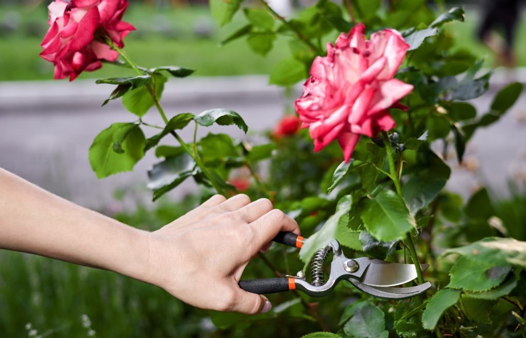 tailler des rosiers