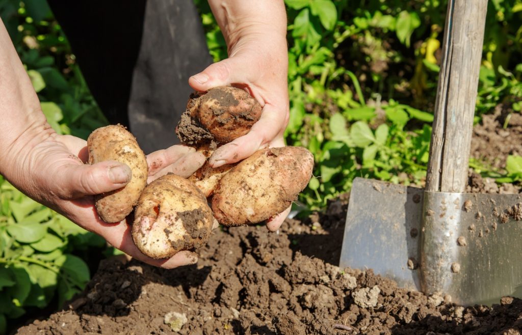 plantation pommes de terre potager