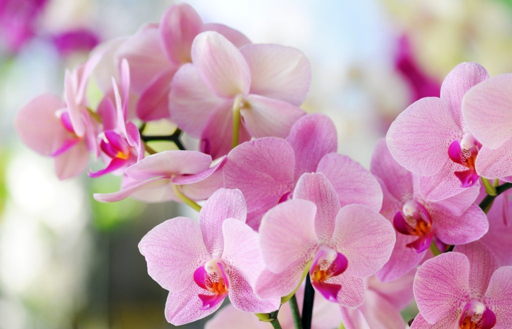 faire fleurir orchidée