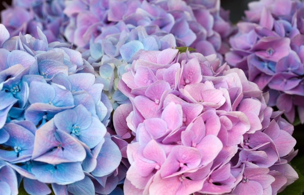 hortensias gel hiver