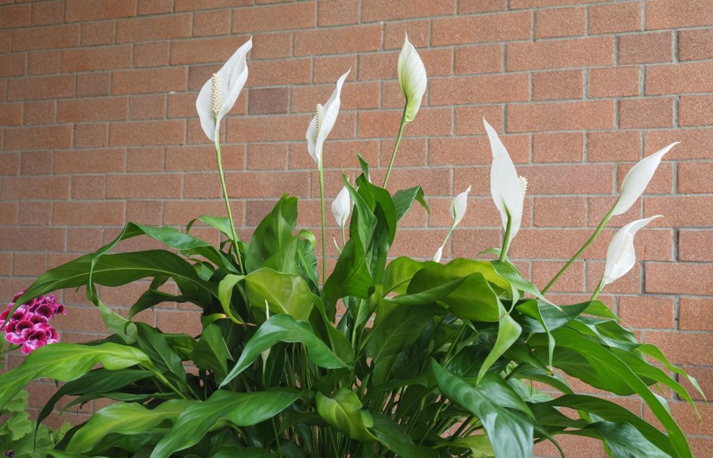 Spathiphyllum