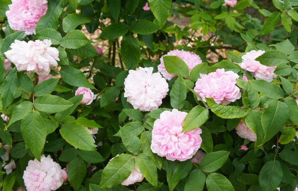 rose Jacques Cartier