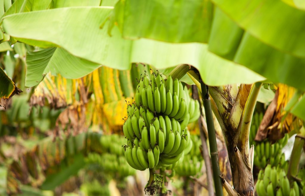 plantation bananier