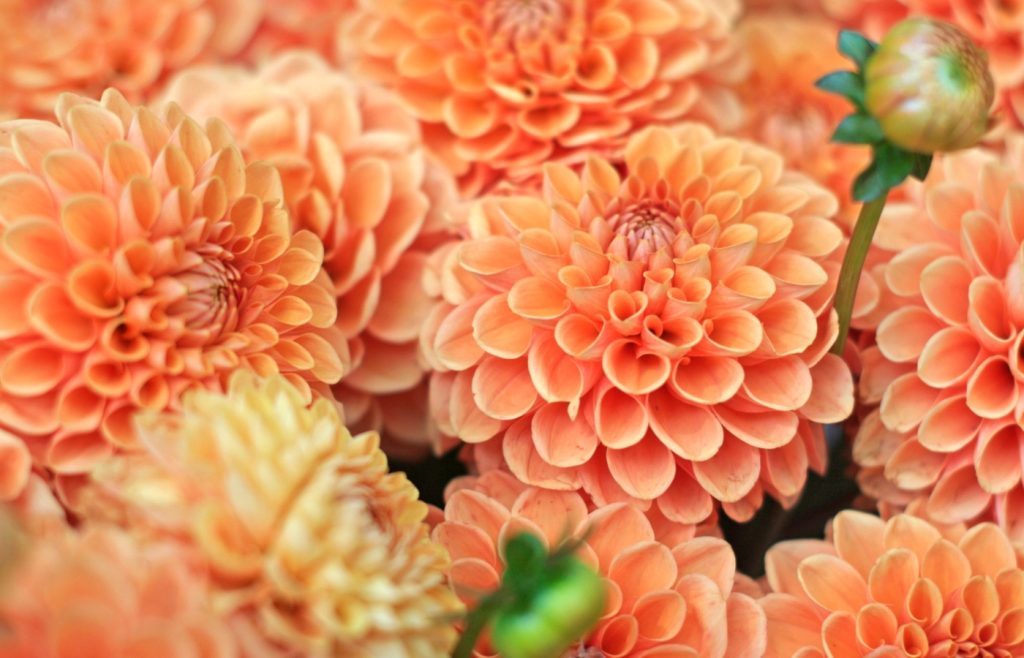 quand planter dahlias