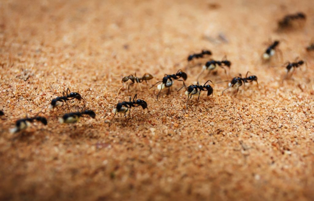 solutions invasion fourmis
