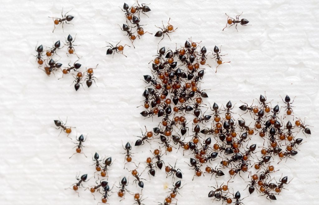 se débarrasser fourmis