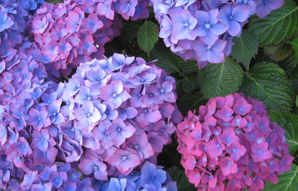 meilleur emplacement hortensias