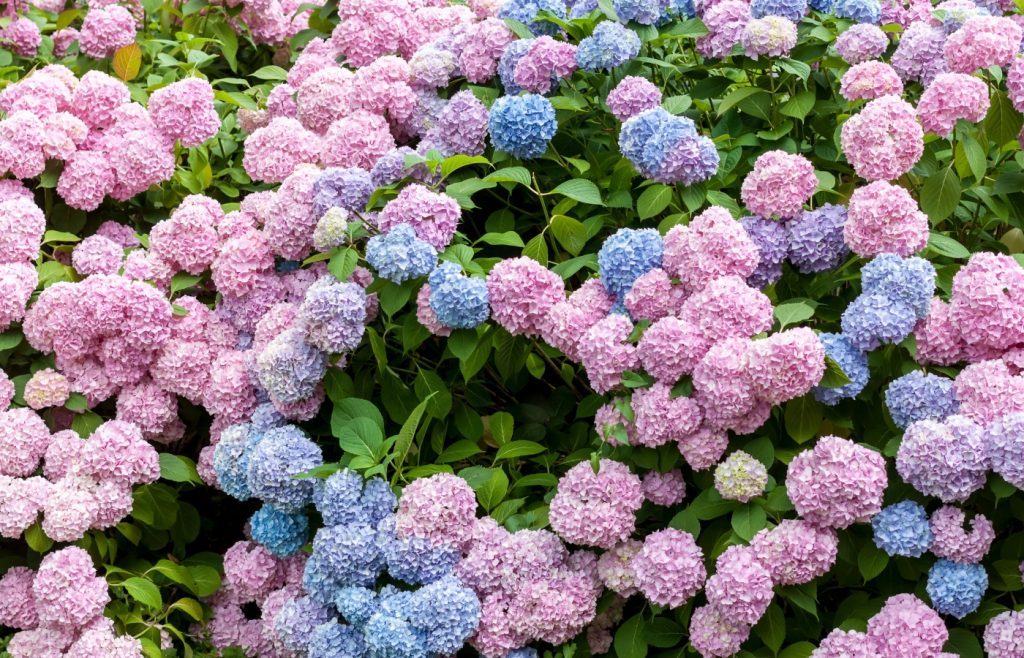 erreur à éviter hortensias