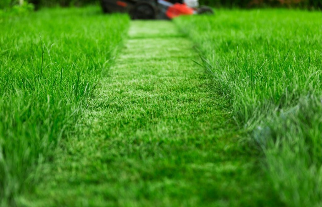 tonte pelouse hivernale