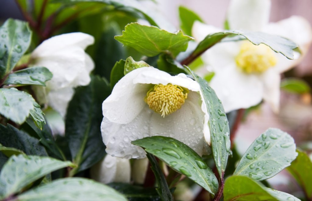 hellebore en hiver froid