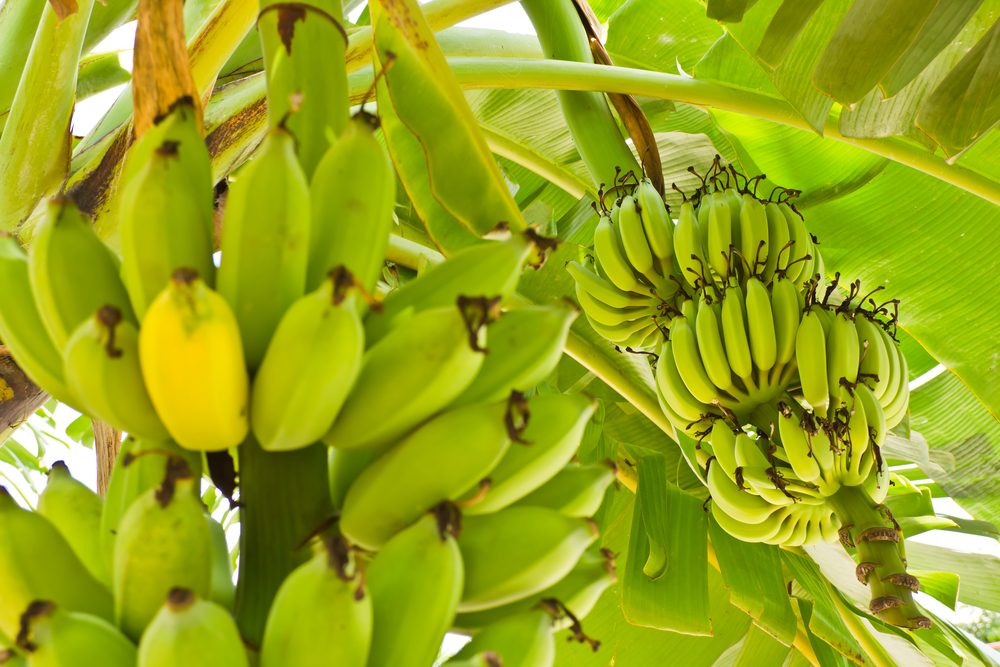 quand planter bananier