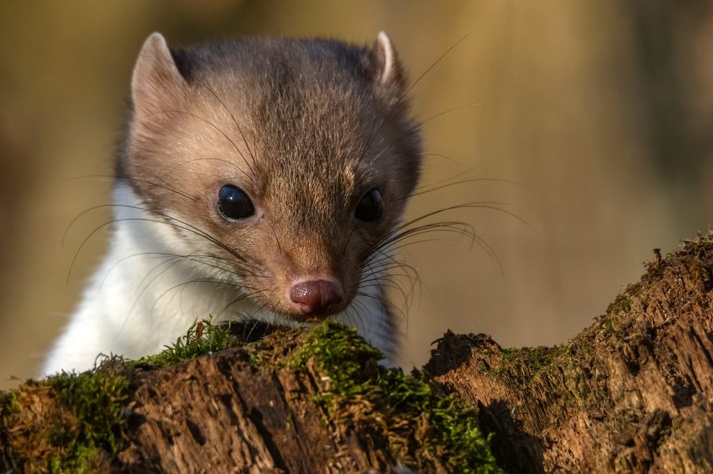 repousser fouine jardin