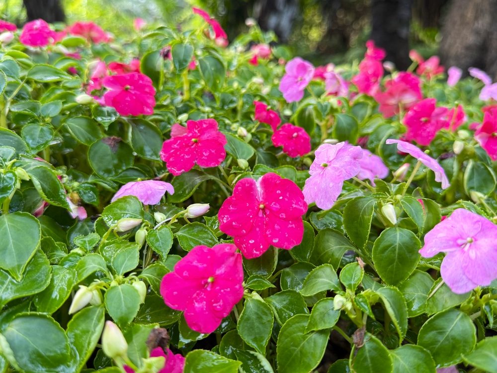 impatiens