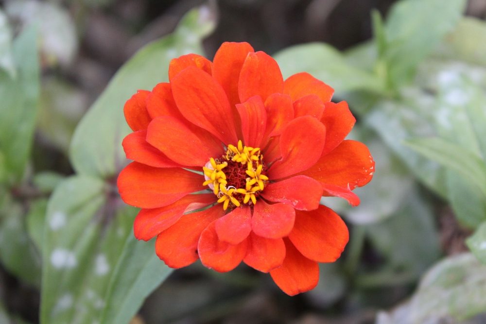 zinnias