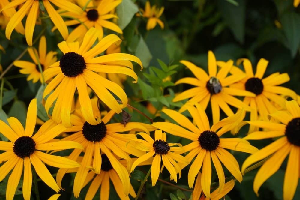 rudbeckias