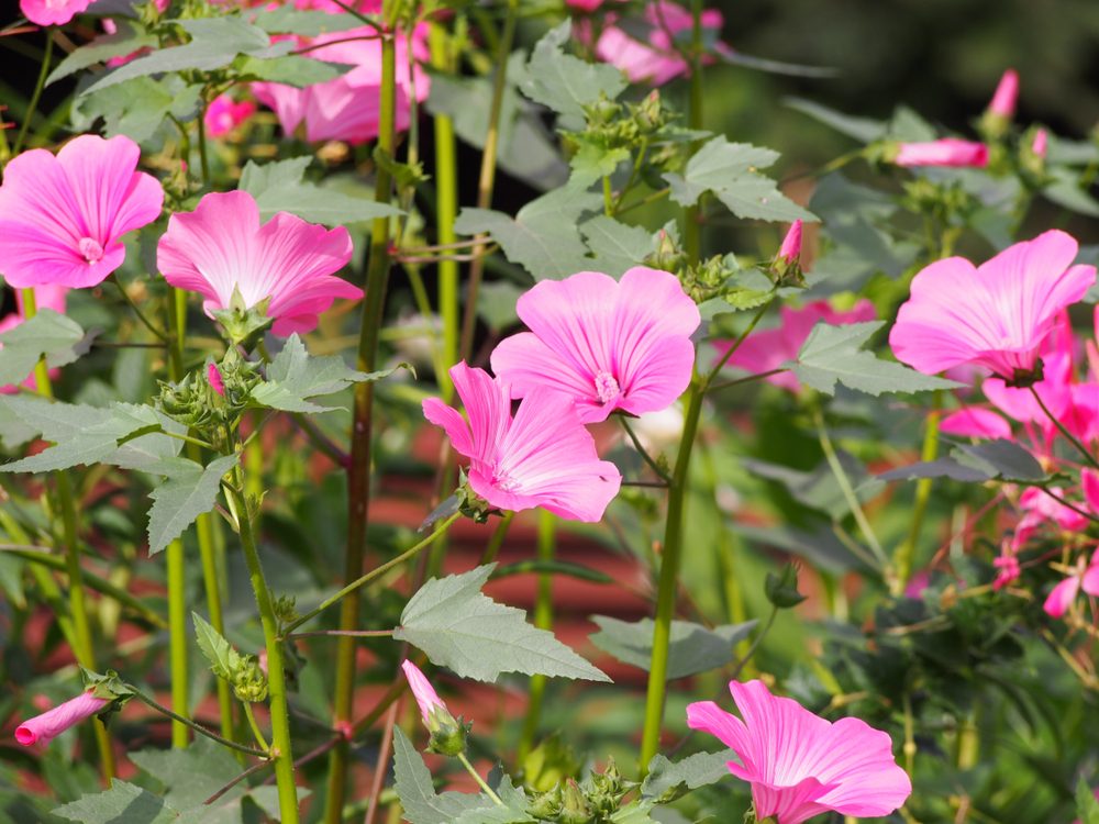 Lavatera trimestris