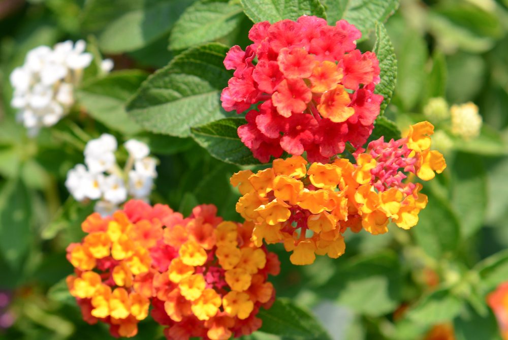 lantana jardin