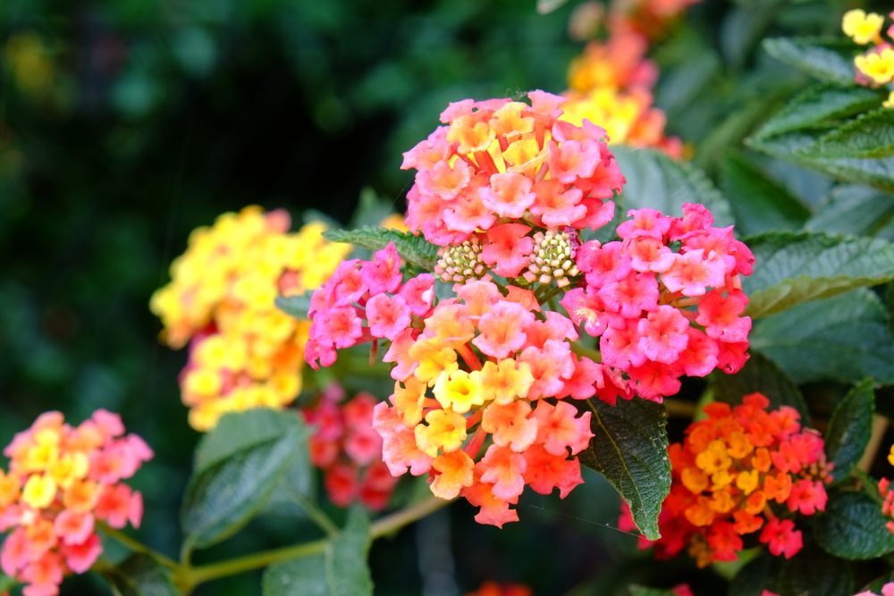 lantana