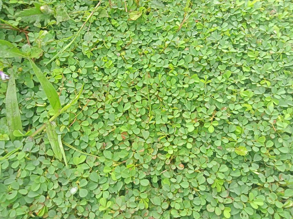 dichondra repens