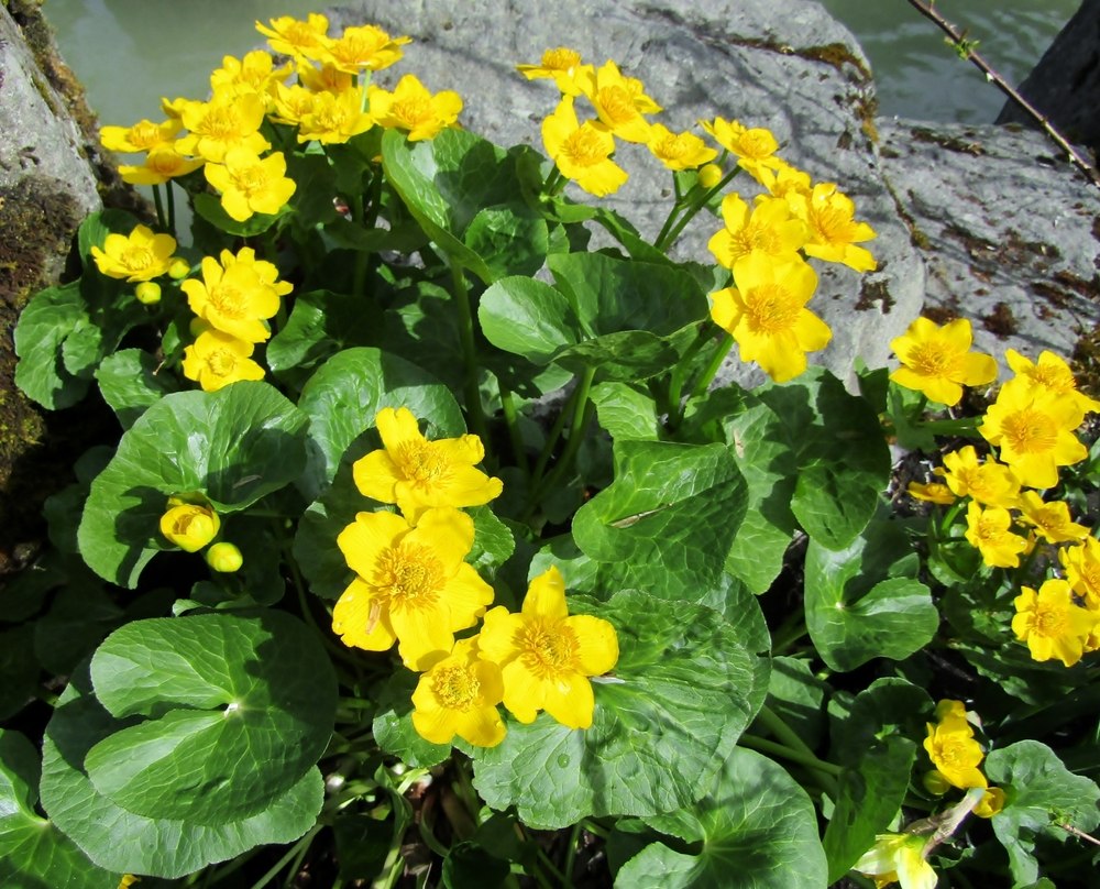 caltha palustris