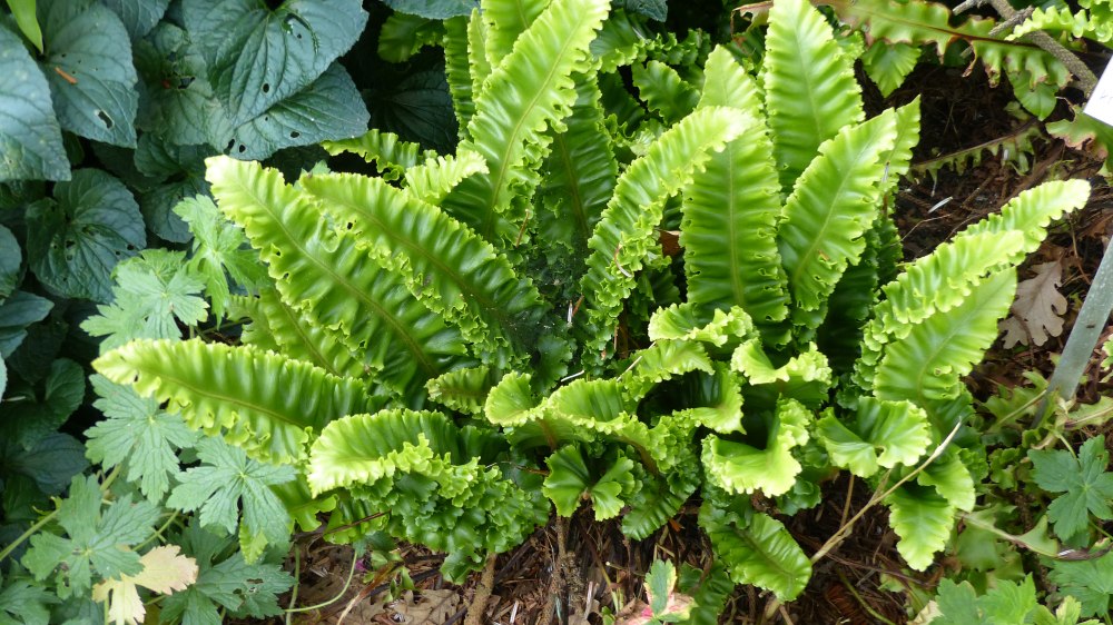 Phyllitis scolopendrium