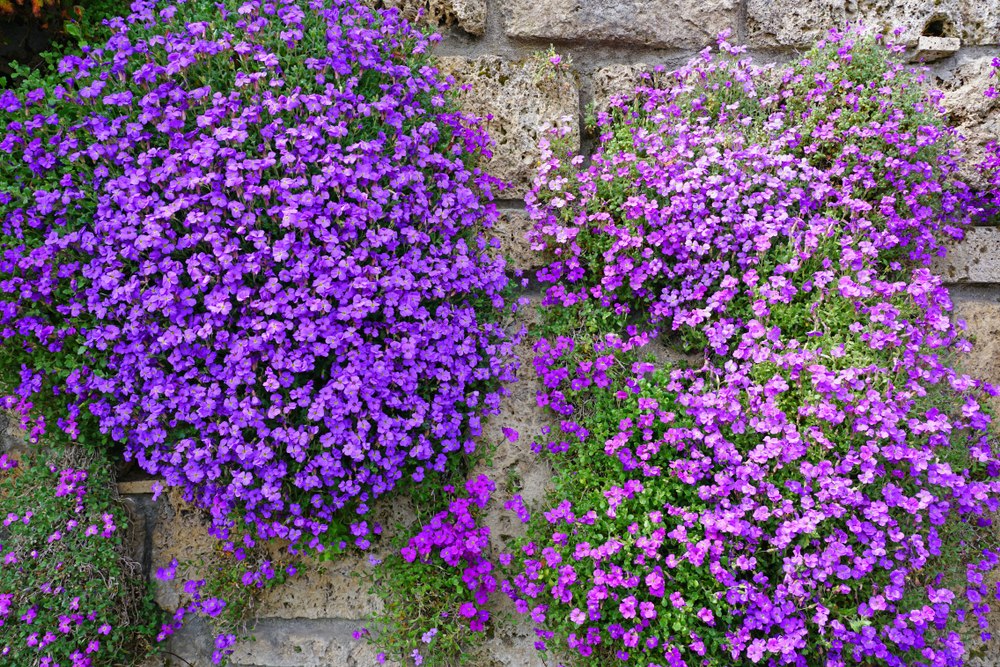 aubriete en cascade