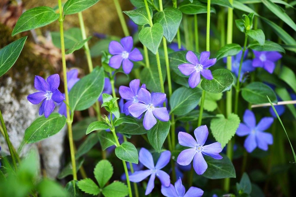 vinca minor