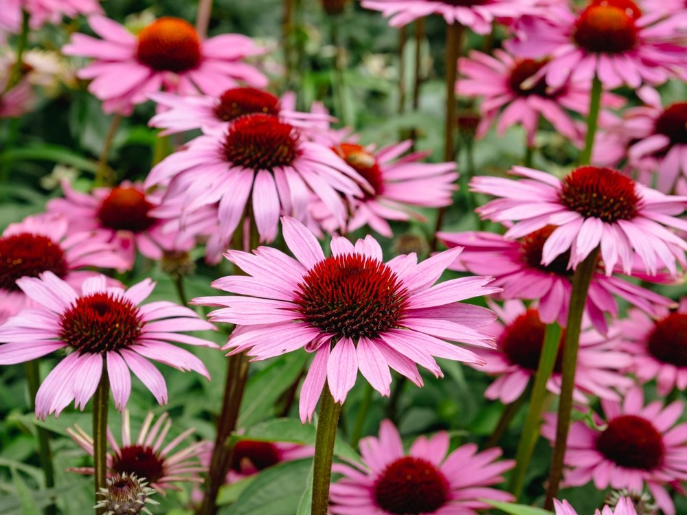 Échinacée pourpre