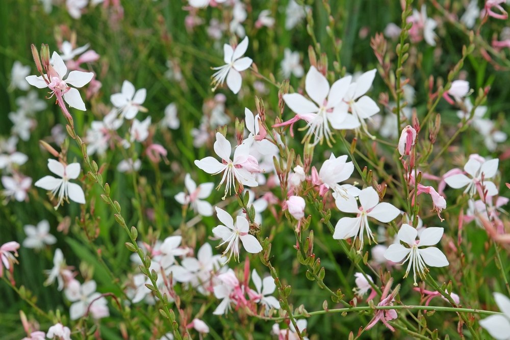 gaura