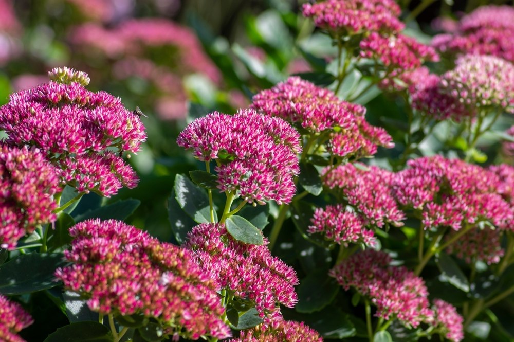 sedum spectabile