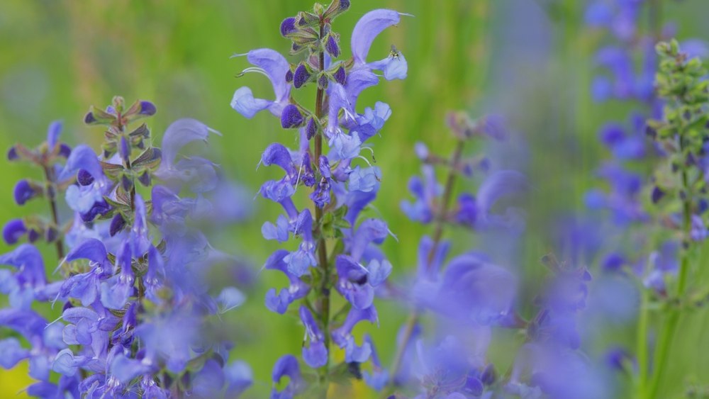 Salvia guaranitica