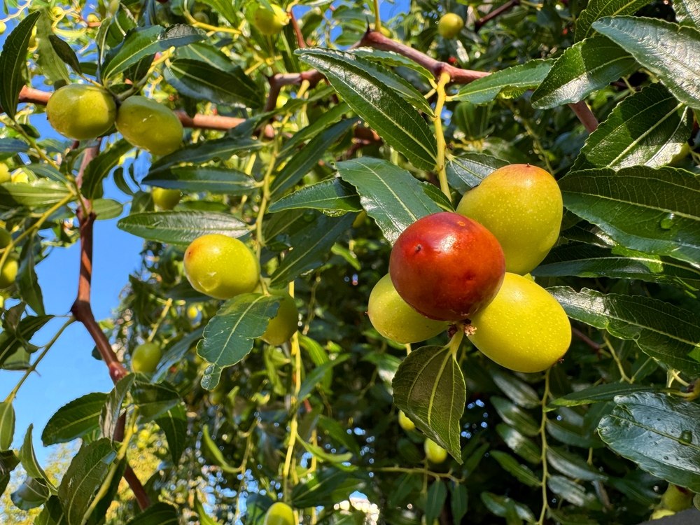fruits jujubier