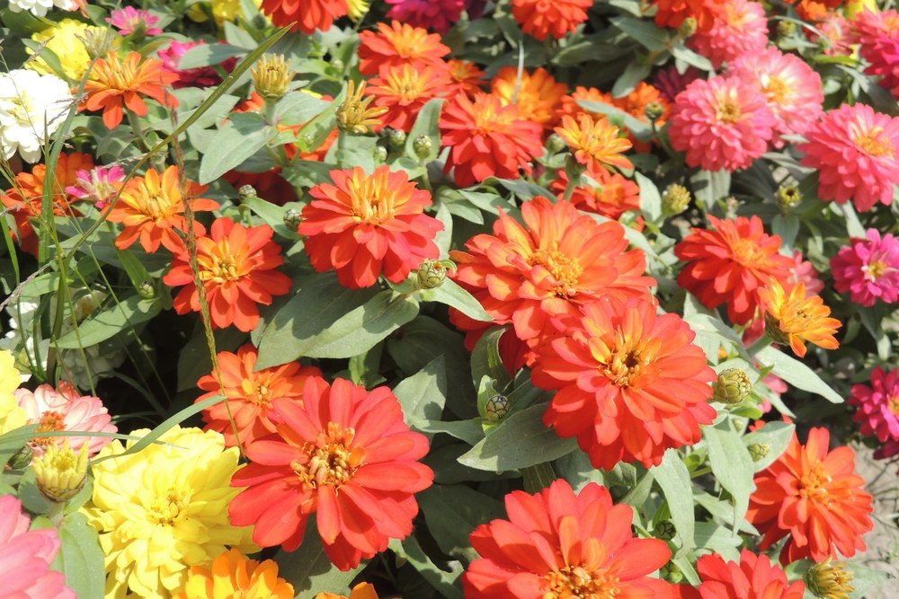 zinnia