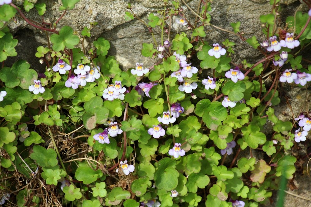 plante vivace cymbalaria muralis