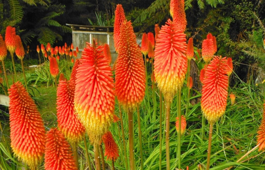 Kniphofia