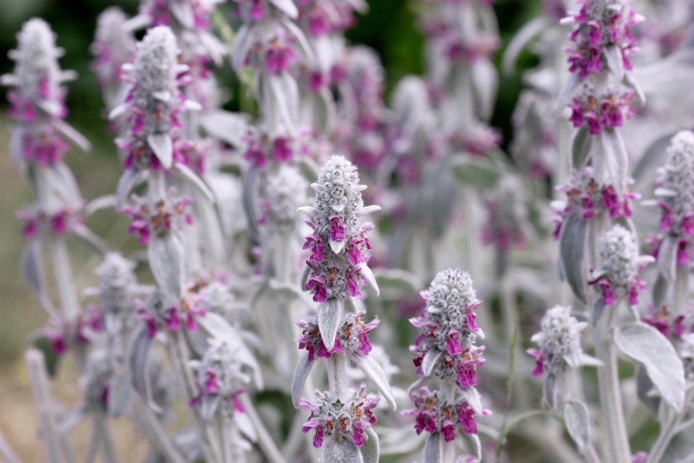 Stachys byzantina