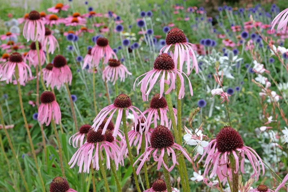 Echinacea pallida
